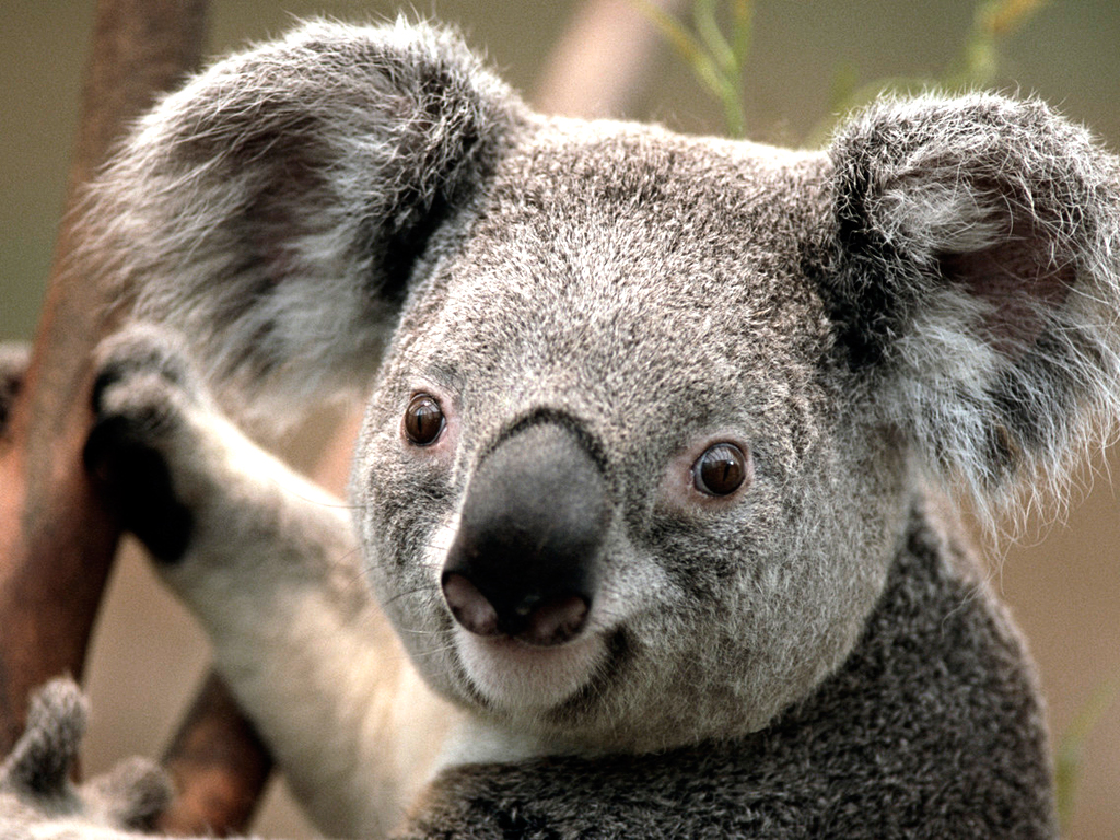 koala.pnj.jpg